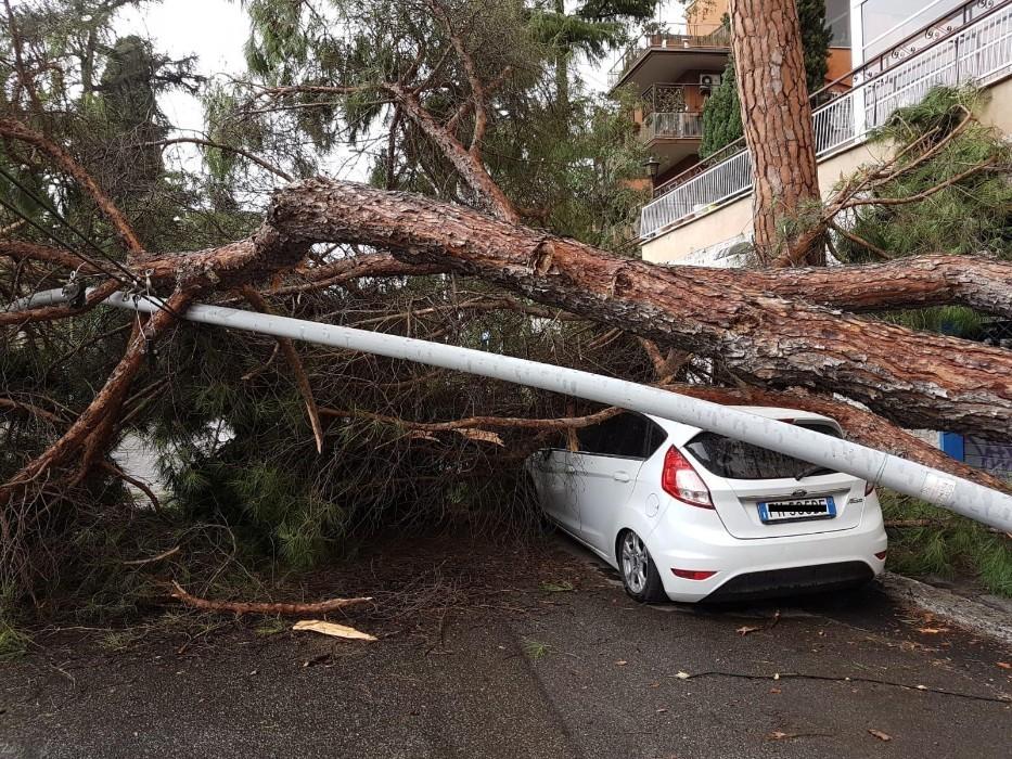 Albero caduto in zona Monte Sacro